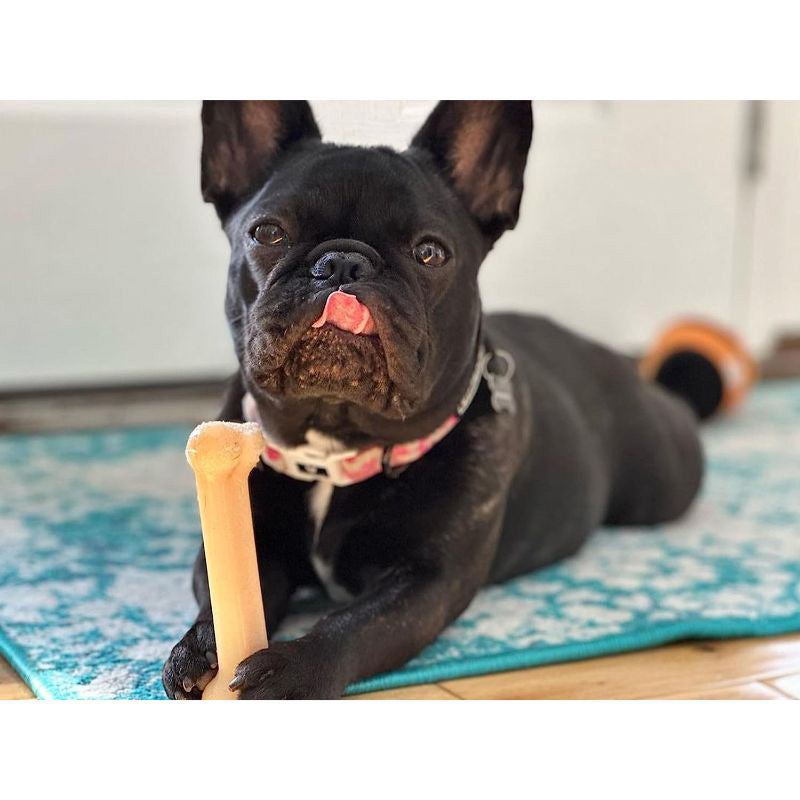 Nylabone - Hueso Masticable para Perro Sabor Original