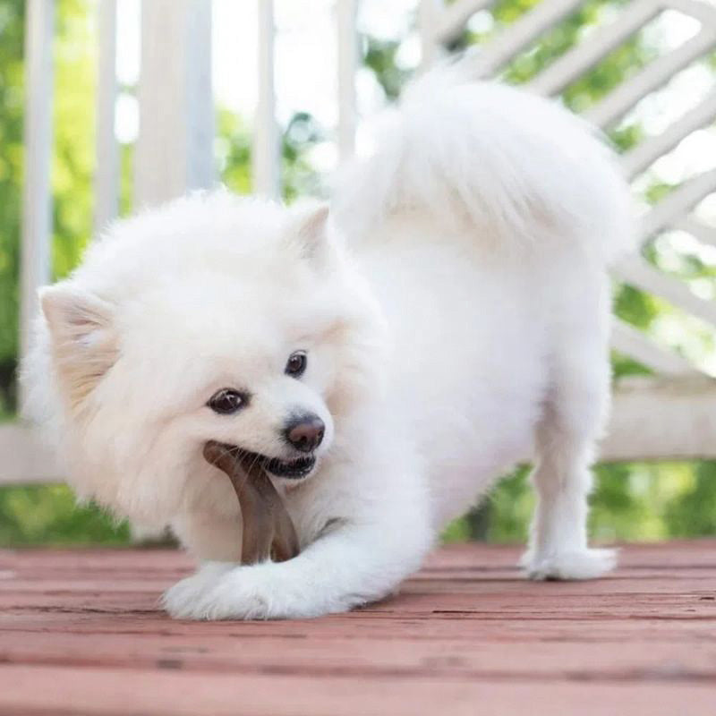 BENEBONE - Juguetes Masticable Sabor Tocino para Cachorro